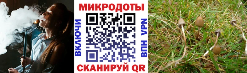 купить   Тамбов  Галлюциногенные грибы Cubensis 